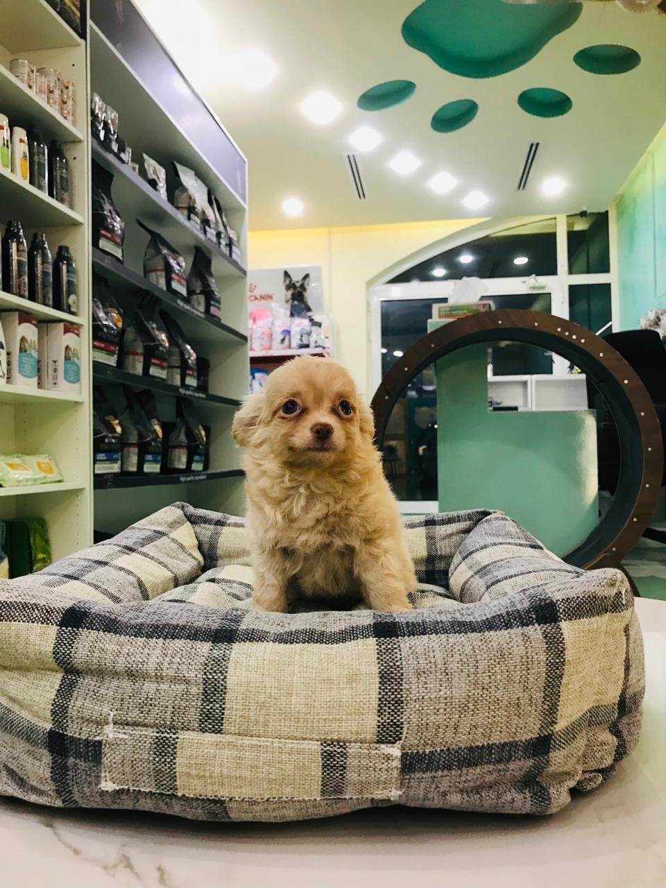 Chihuahua Long Hair Male Puppy