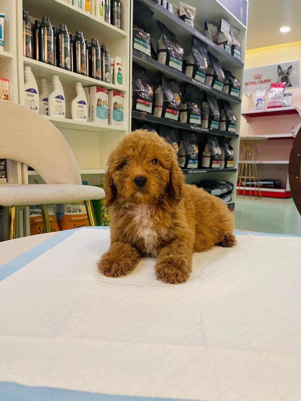 Golden Doodle Female Puppy