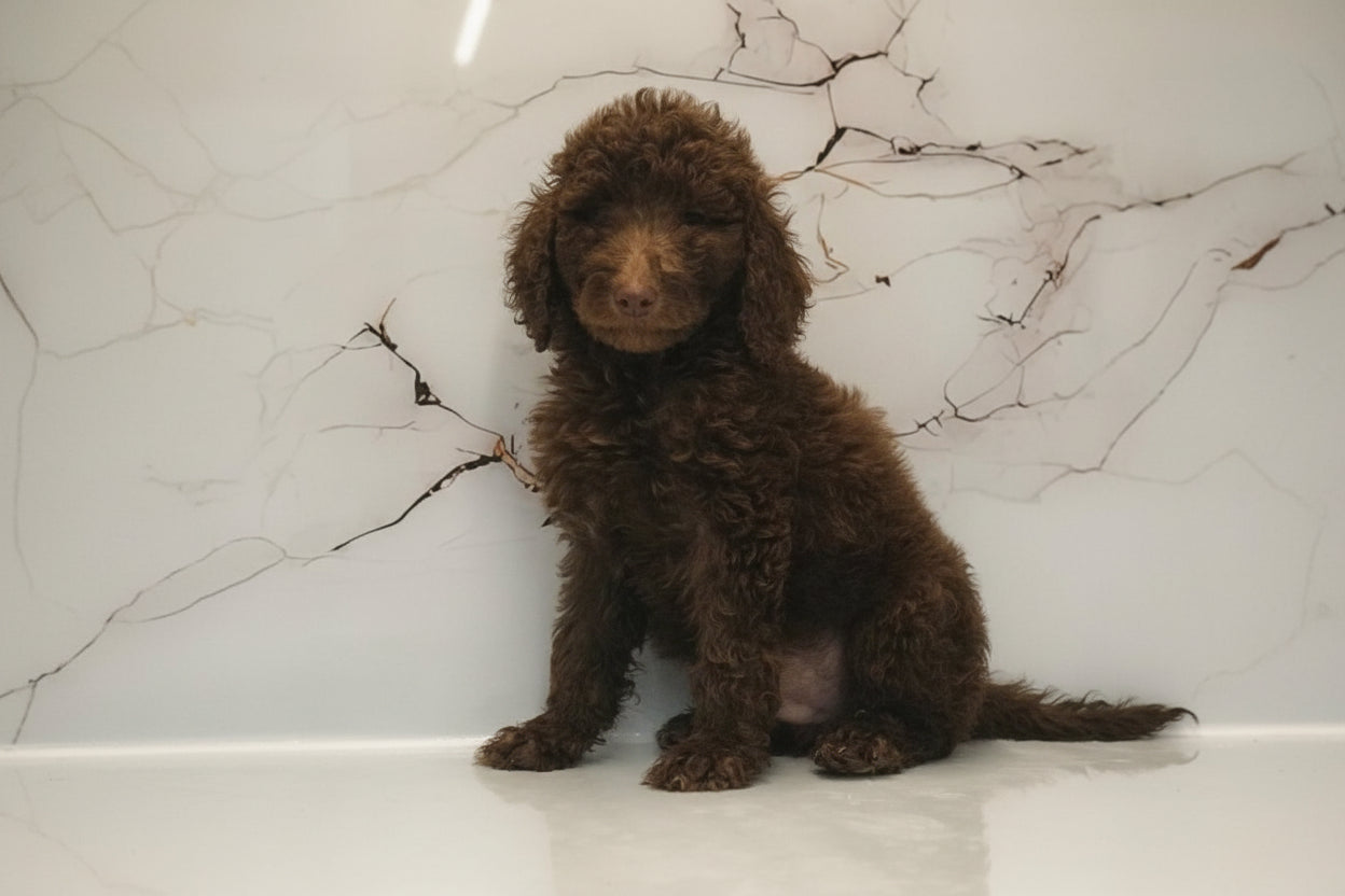 Standard Poodle Puppy