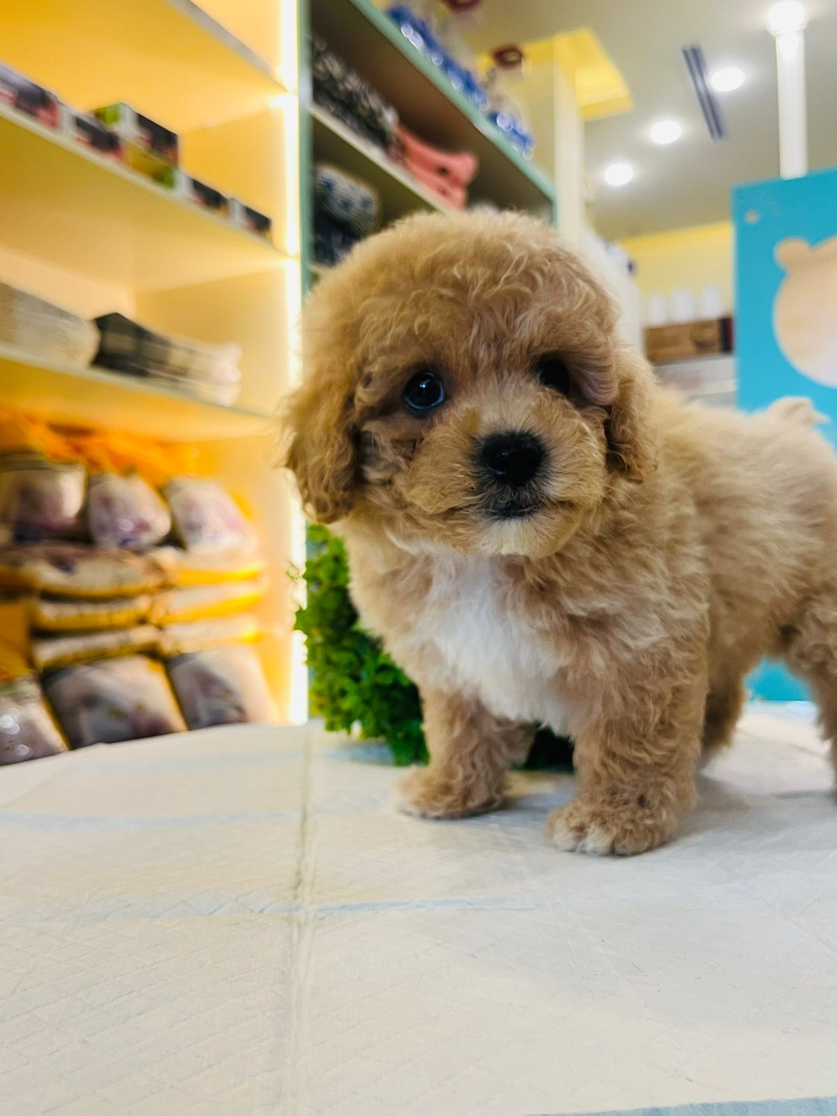 Poodle Puppy