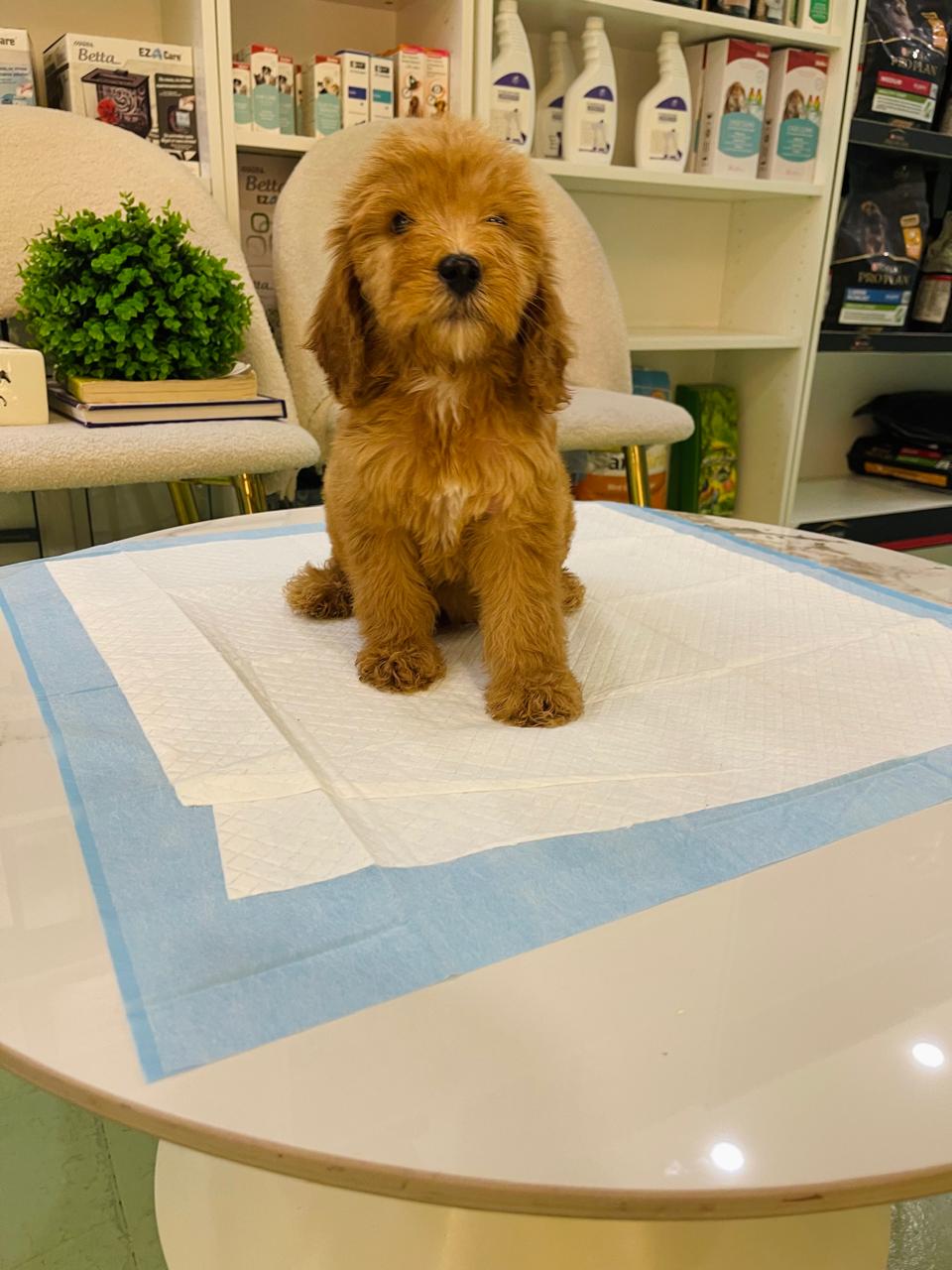 Golden Doodle Male Puppy