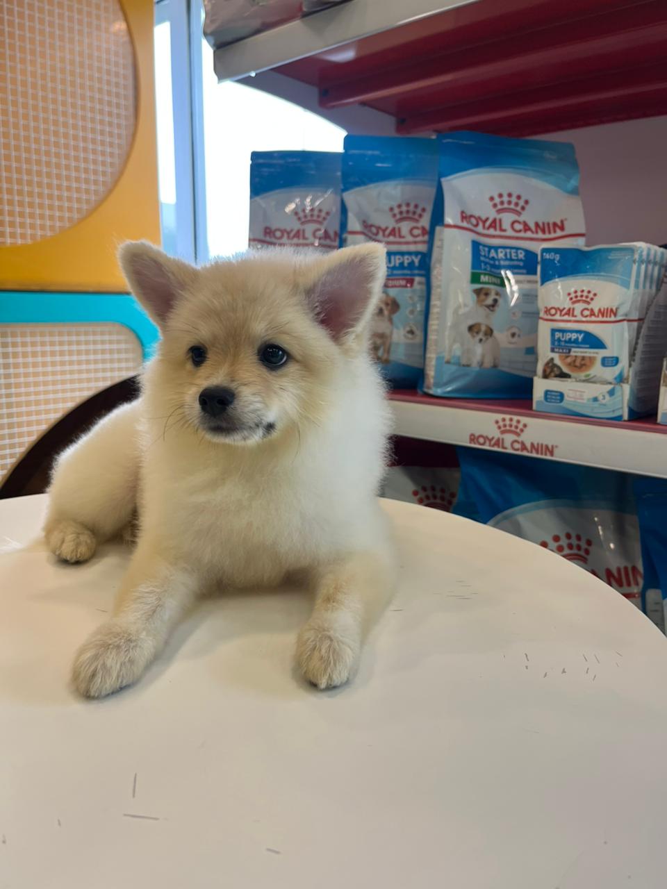 Tcup Pomerania Female Puppy