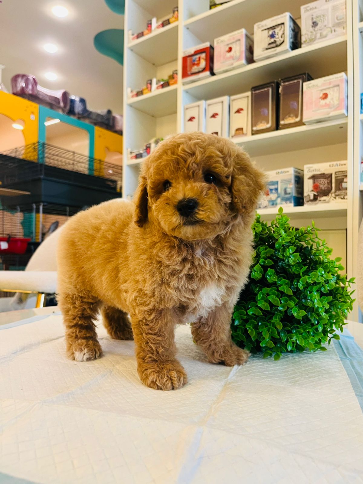 Poodle Puppy