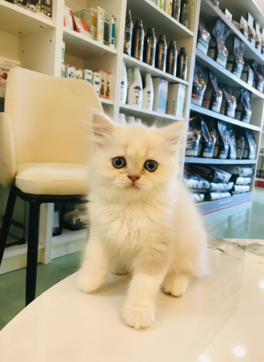 Ragdoll Female Kitten