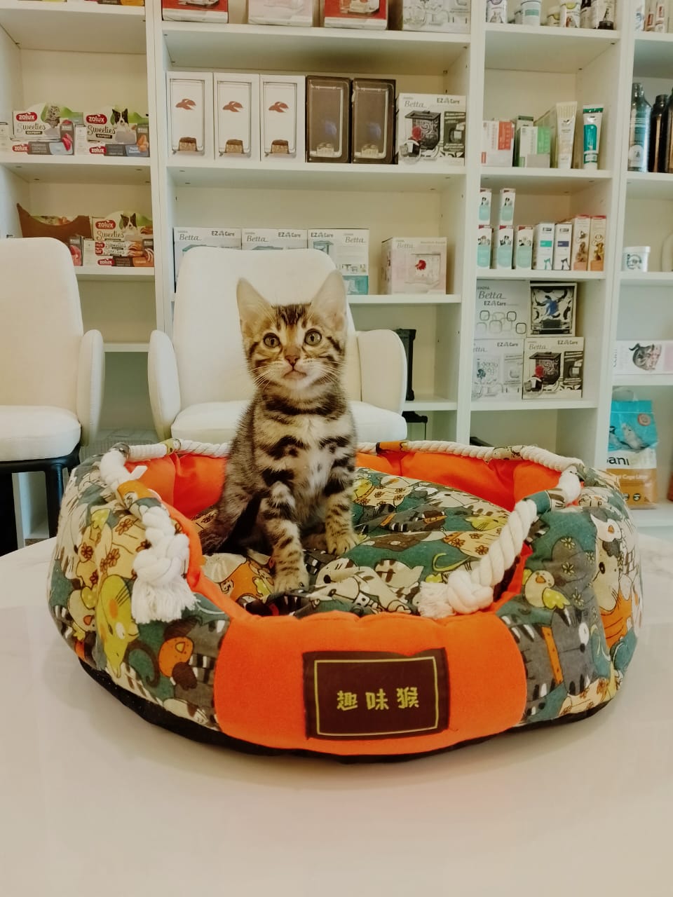 Bengal Female kitten