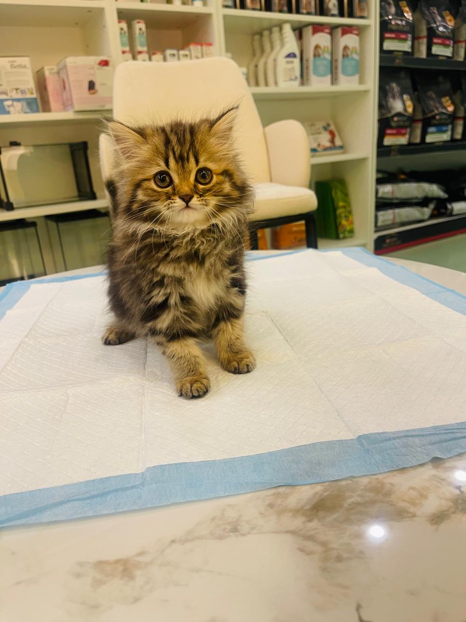 Siberian Female kitten