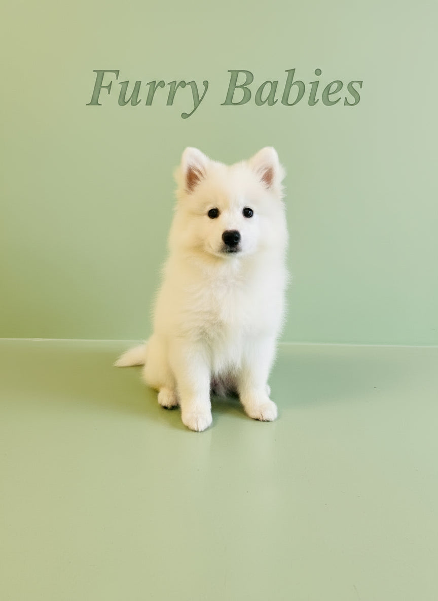 Samoyed Female Puppy