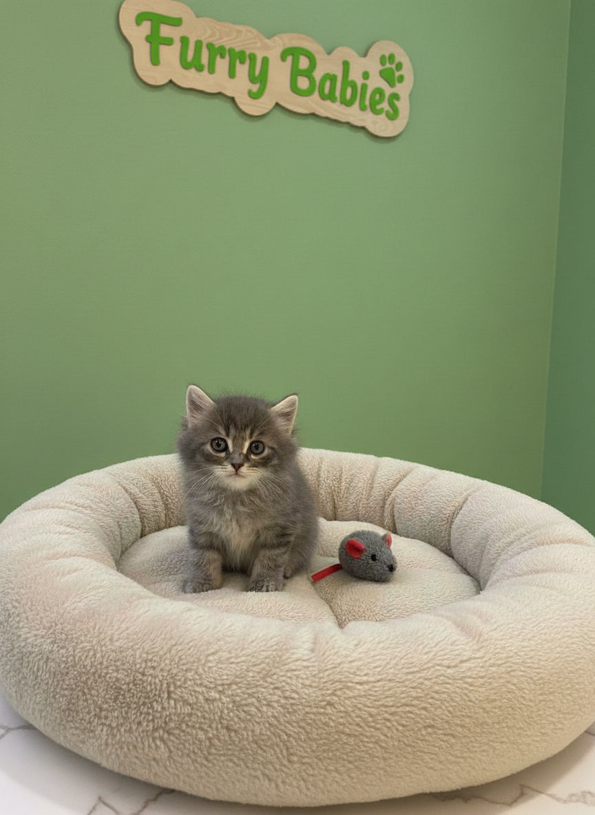 Siberian Male kitten