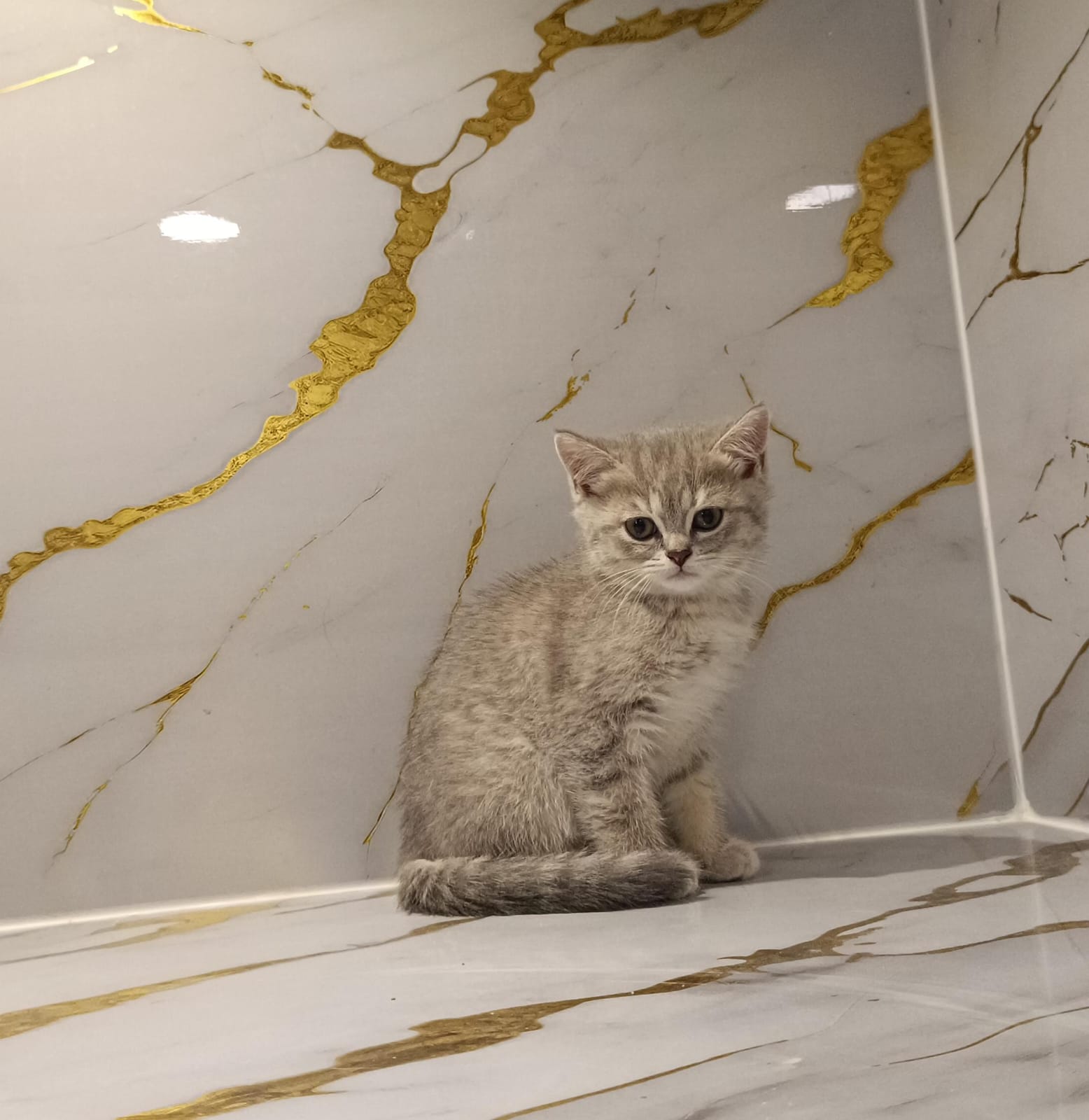 British Short Hair Female Kitten