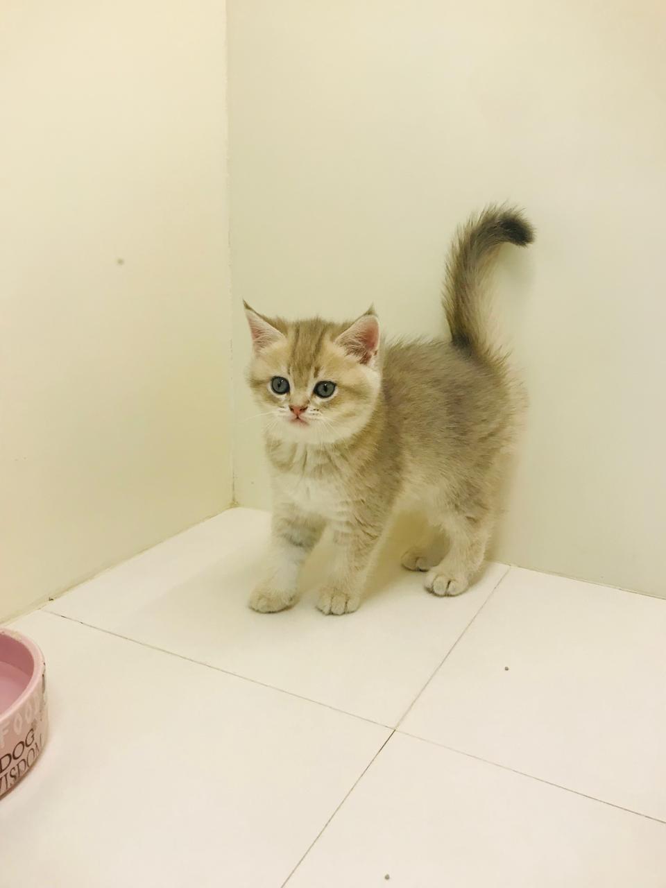 British Short Hair Golden / Silver Chinchillas Kittens