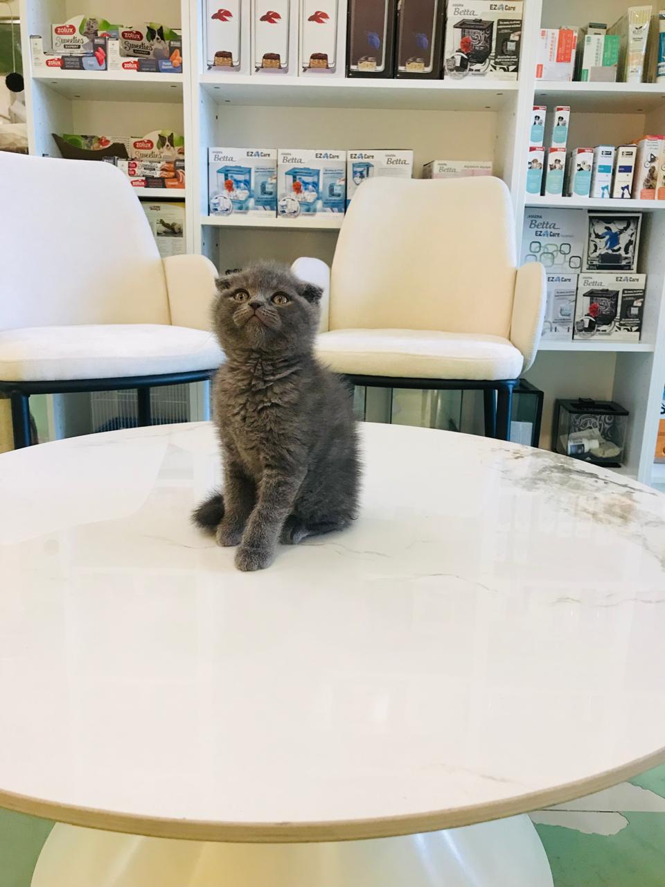Scottish Fold Kitten