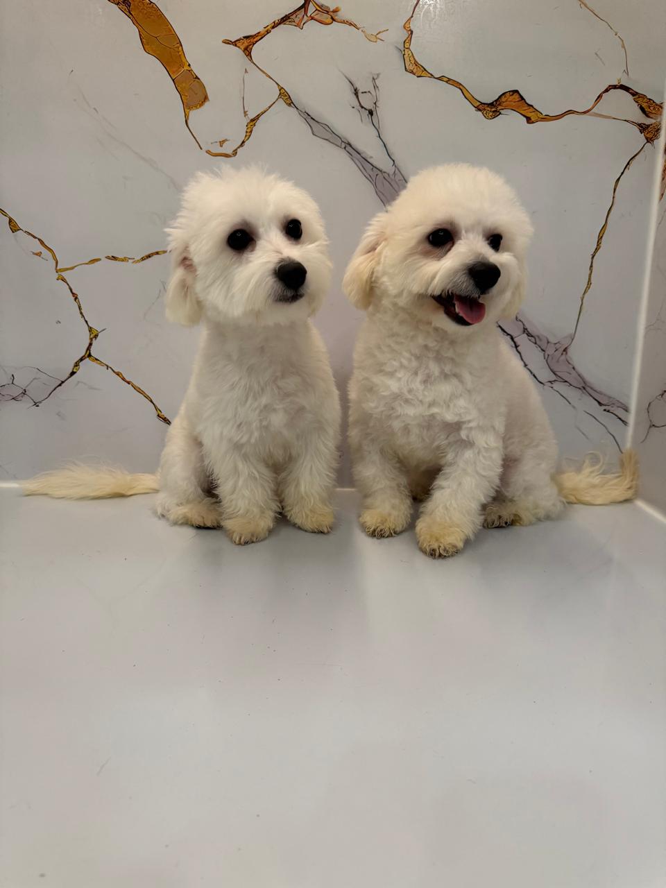 Maltipoo Male Puppies