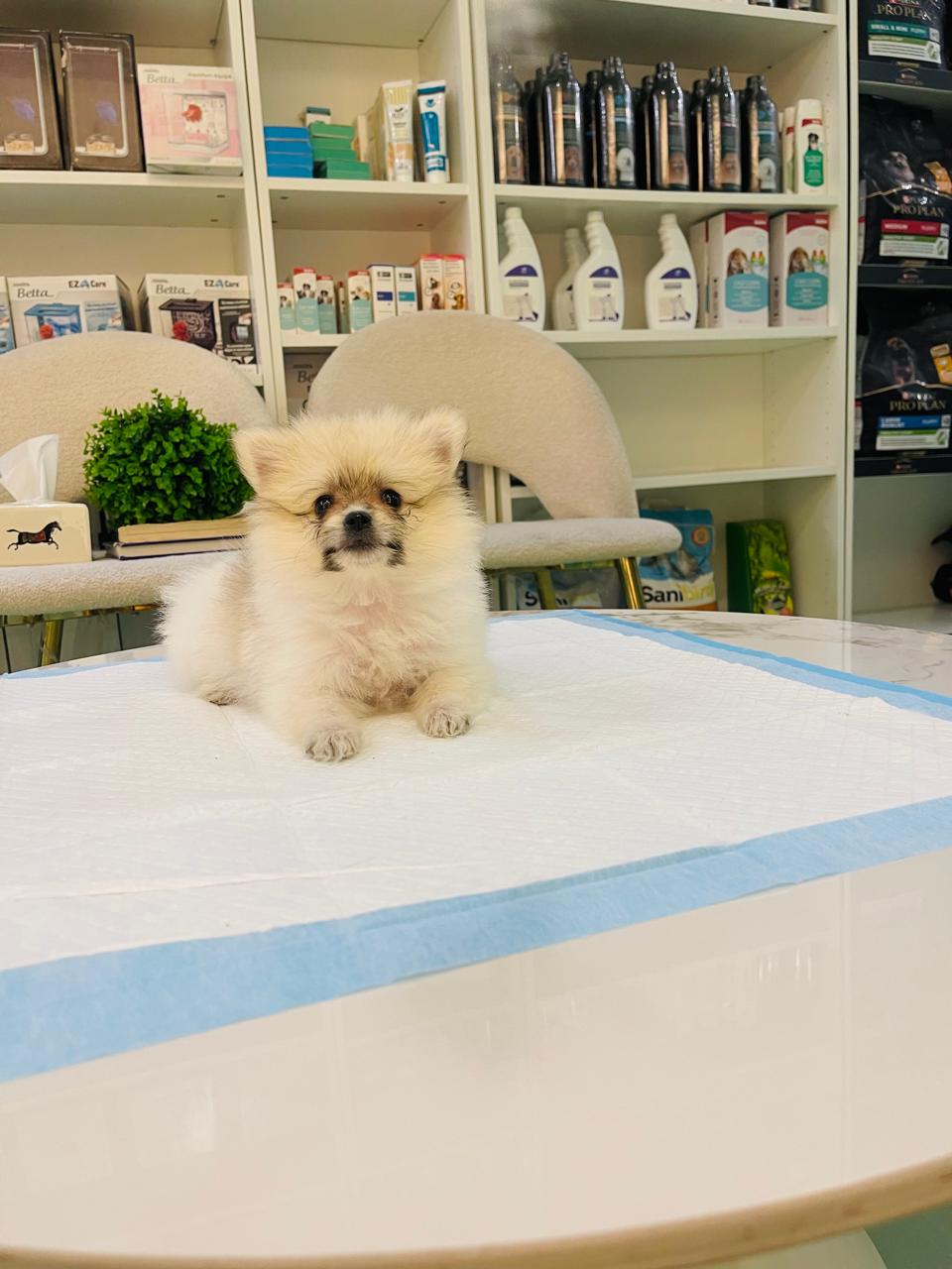 Tcup Pomerania Female Puppy