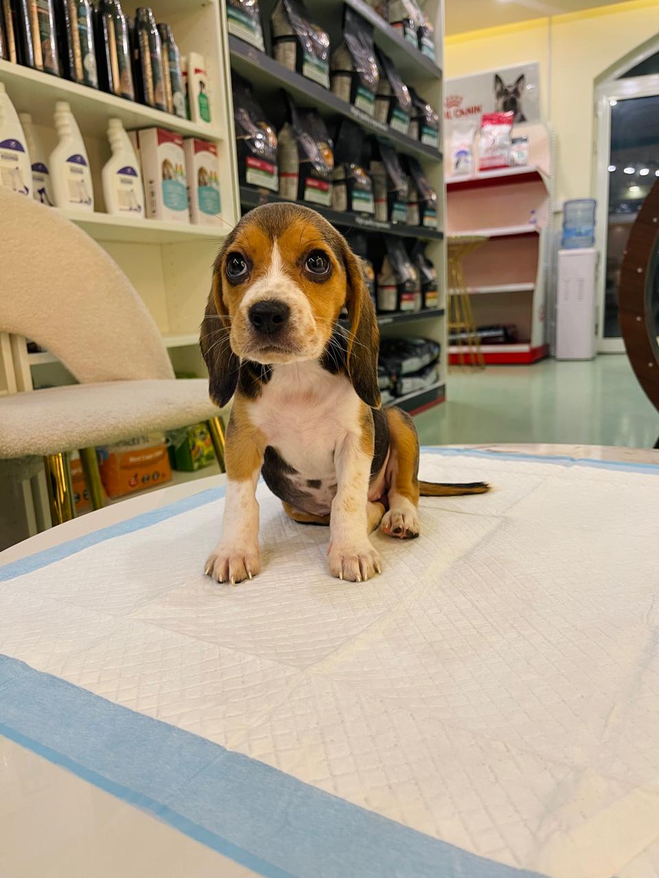 Beagle Puppy