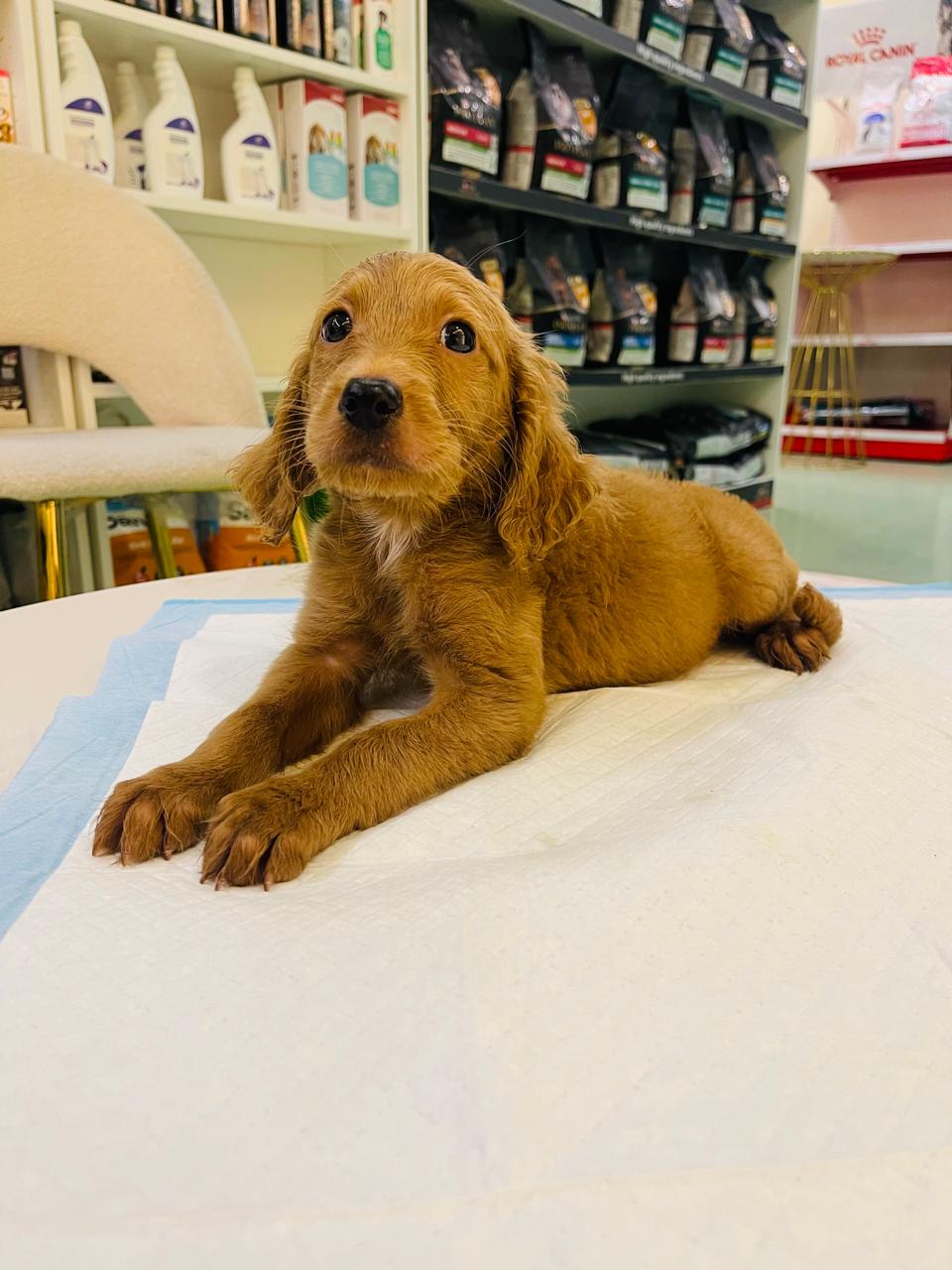 Golden Doodle Male Puppy