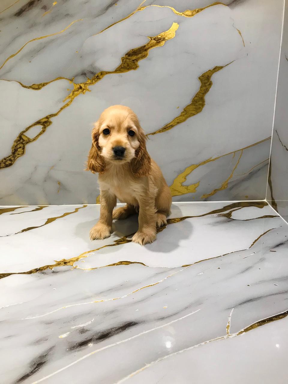 Cocker Spaniel Male Puppy