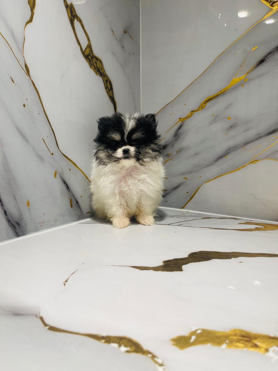 Tcup Pomerania Male Puppy