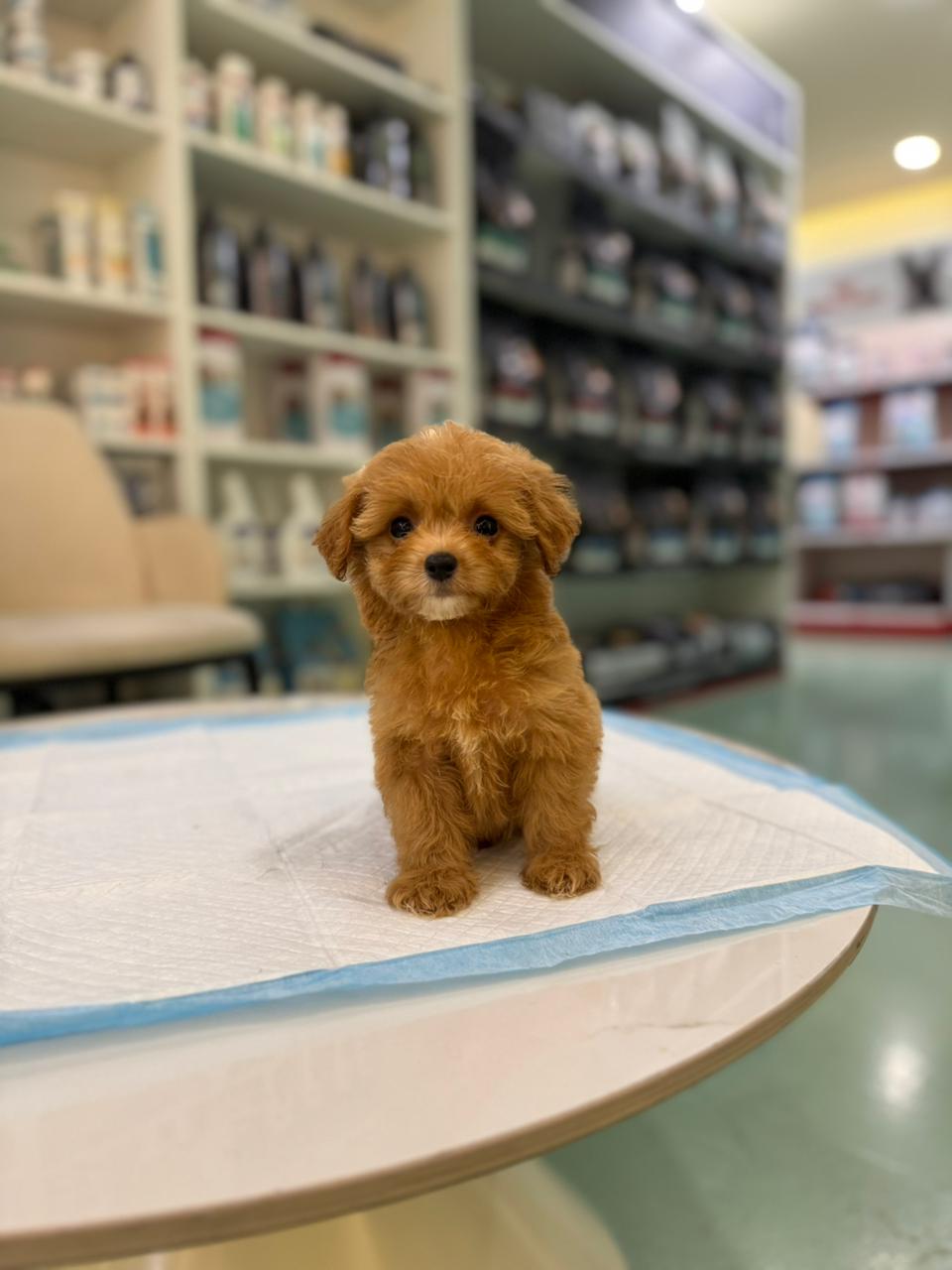 Maltipoo Puppies