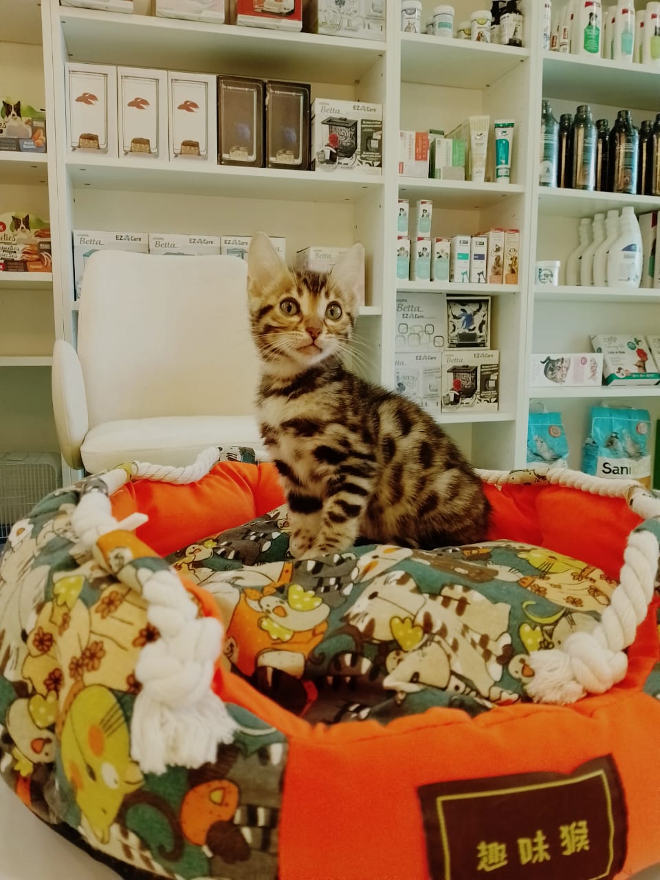 Bengal Female kitten