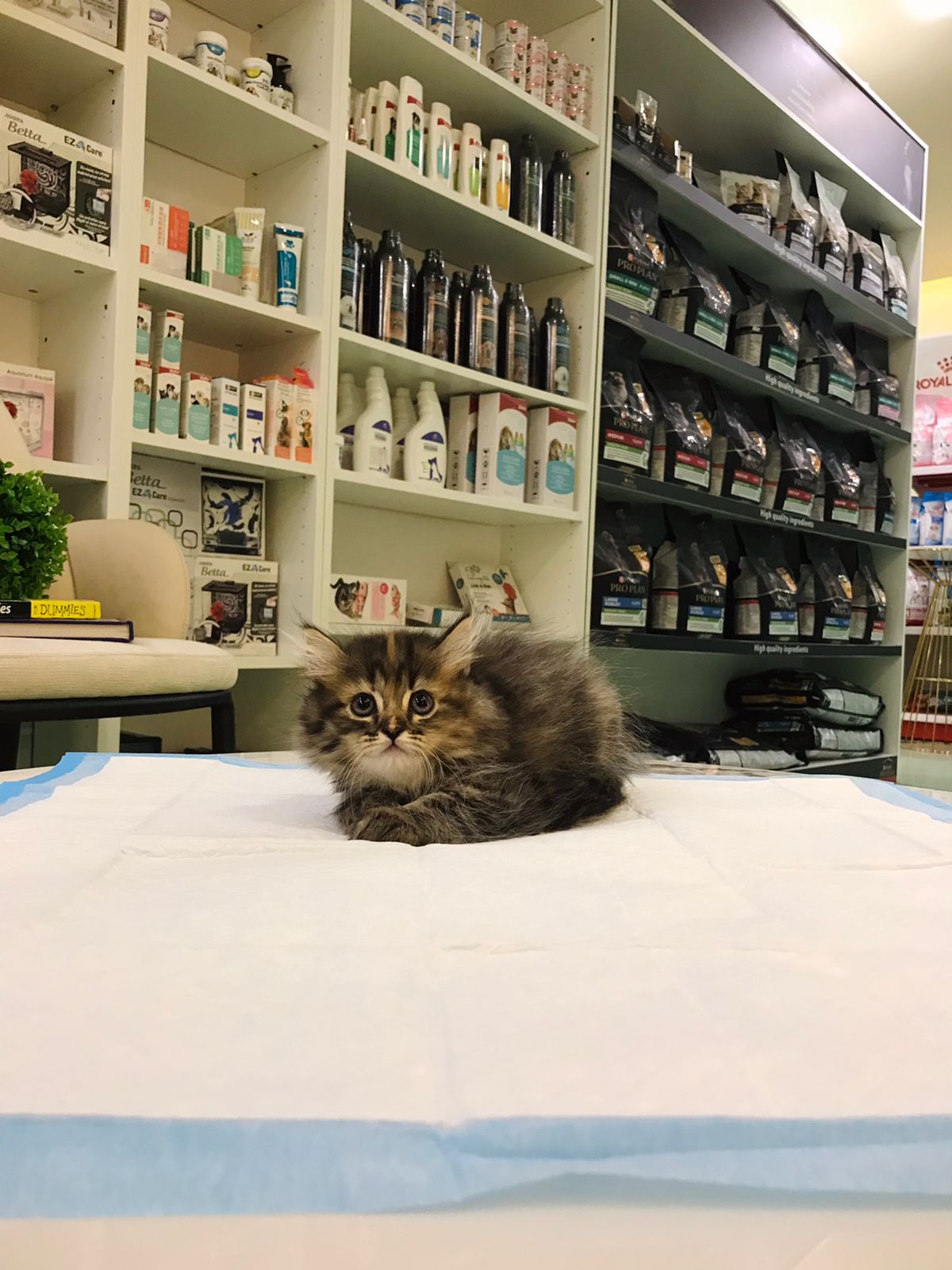 Siberian Female kitten