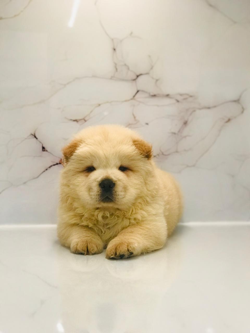 Chowchow Puppy