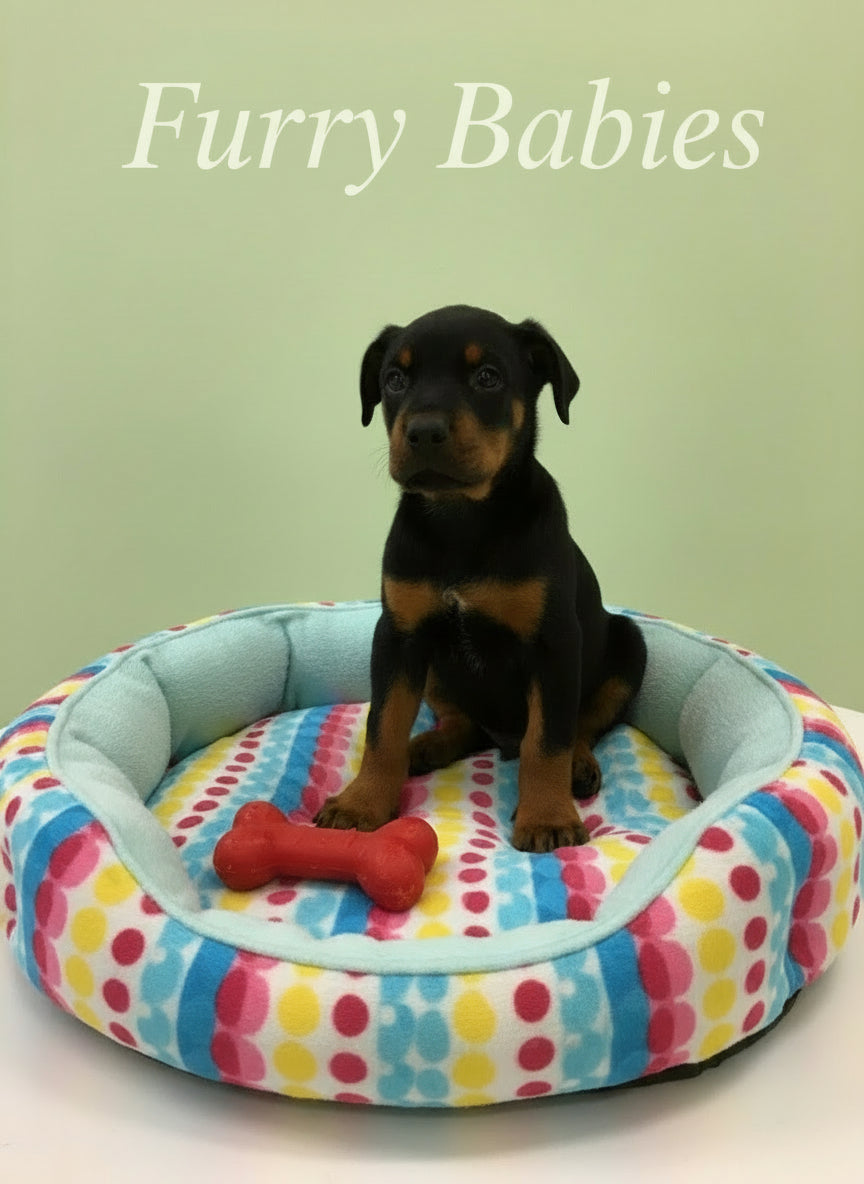 Doberman Male Puppy