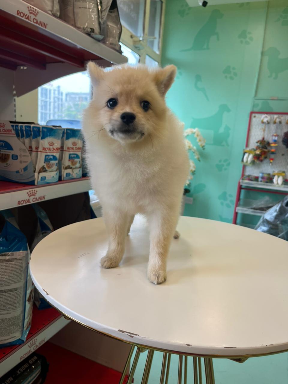 Tcup Pomerania Female Puppy