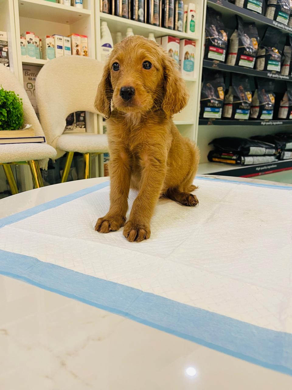 Golden Doodle Male Puppy