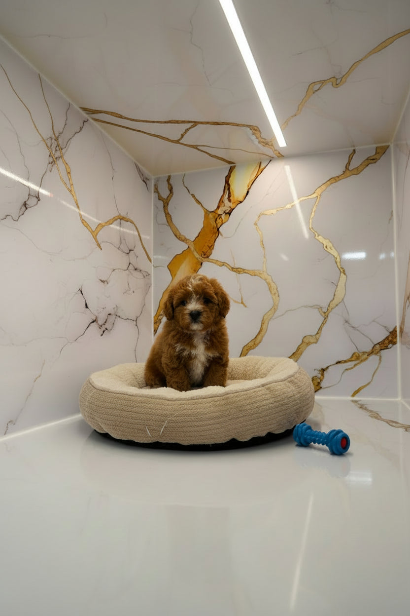 Maltipoo Female Puppy