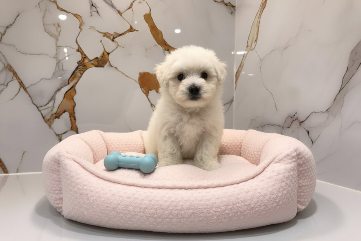 Maltipoo Puppy