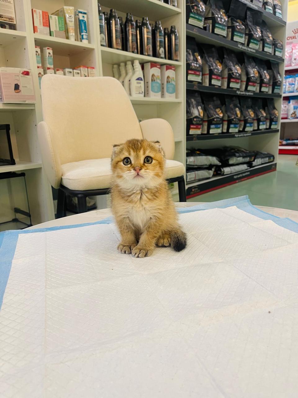Scottish Fold Golden Chinchilla Male kitten