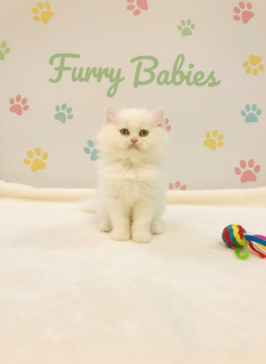 Persian Female Kittens