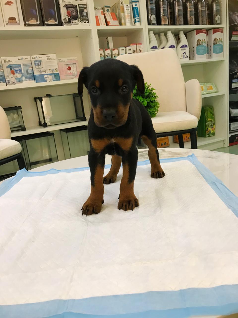 Doberman Male Puppy