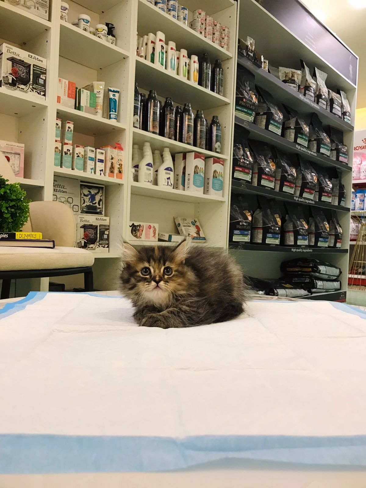 Siberian Female kitten