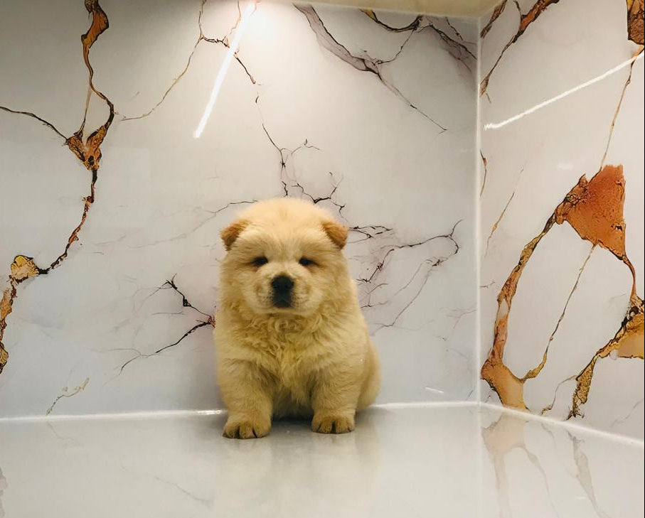 Chowchow Puppy