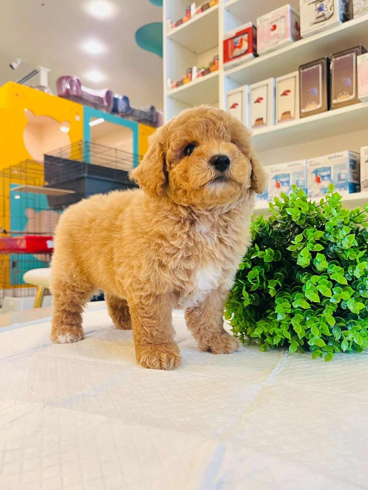 Poodle Puppy