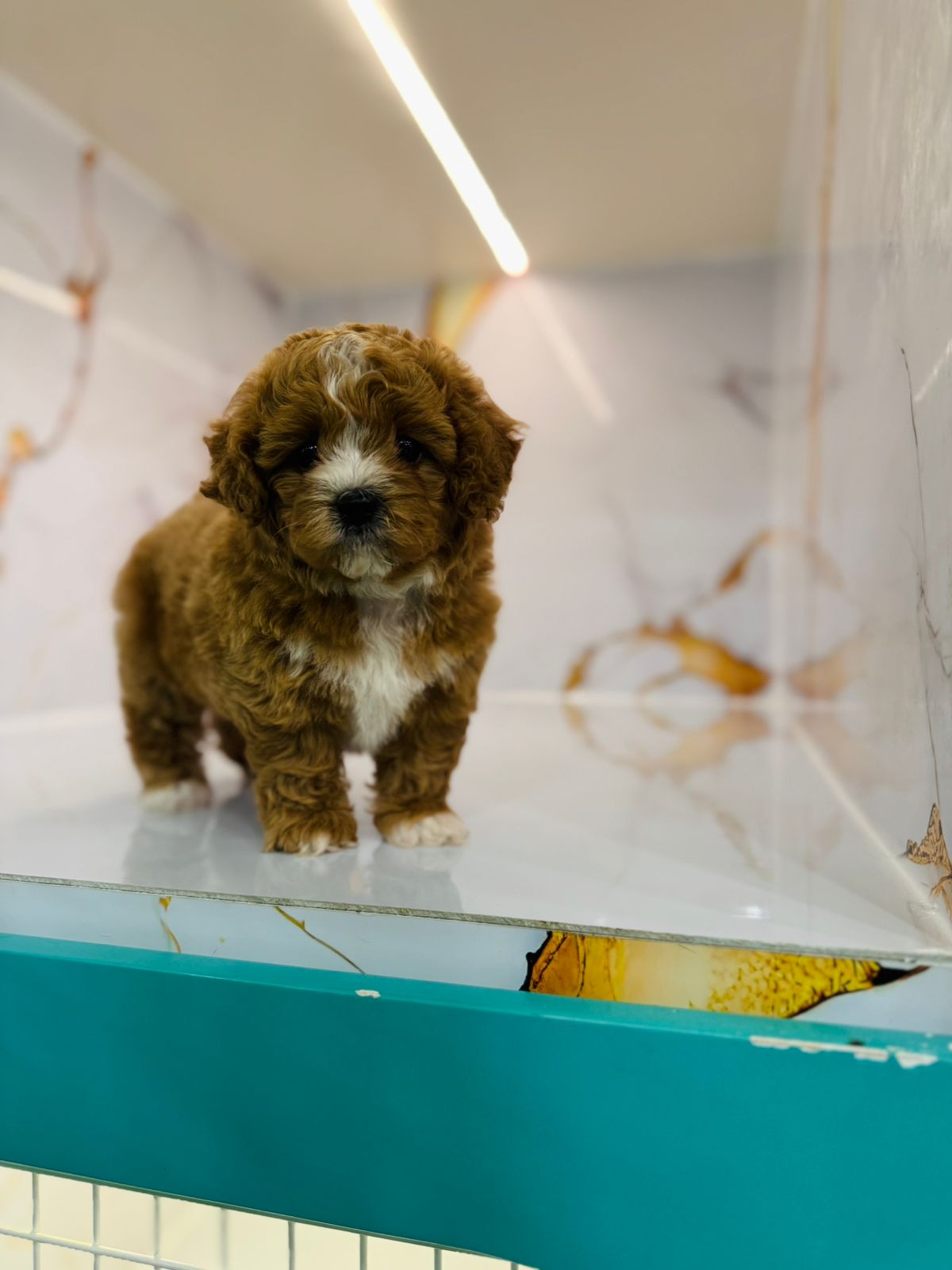 Maltipoo Female Puppy