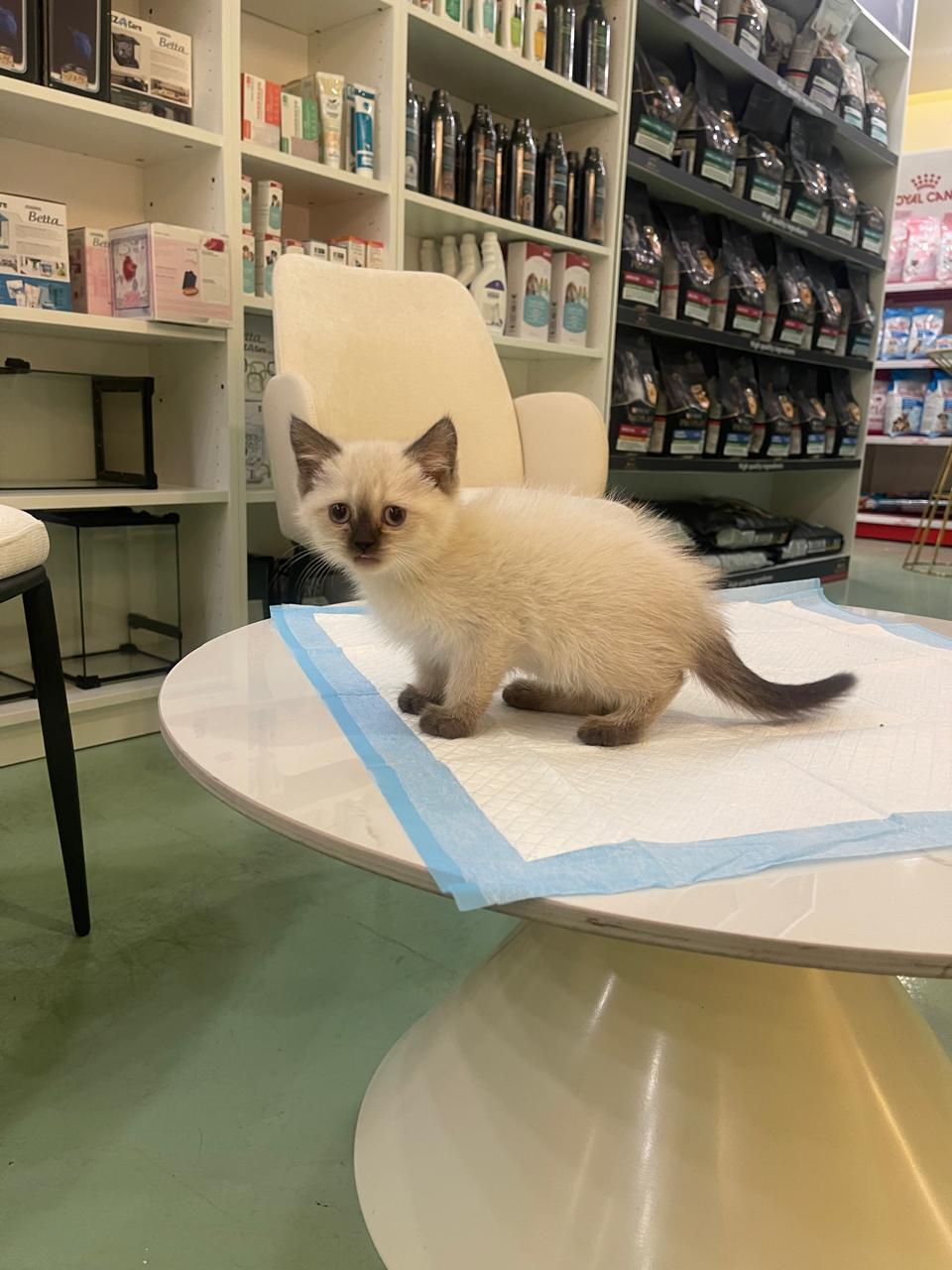 Ragdoll Kitten Female