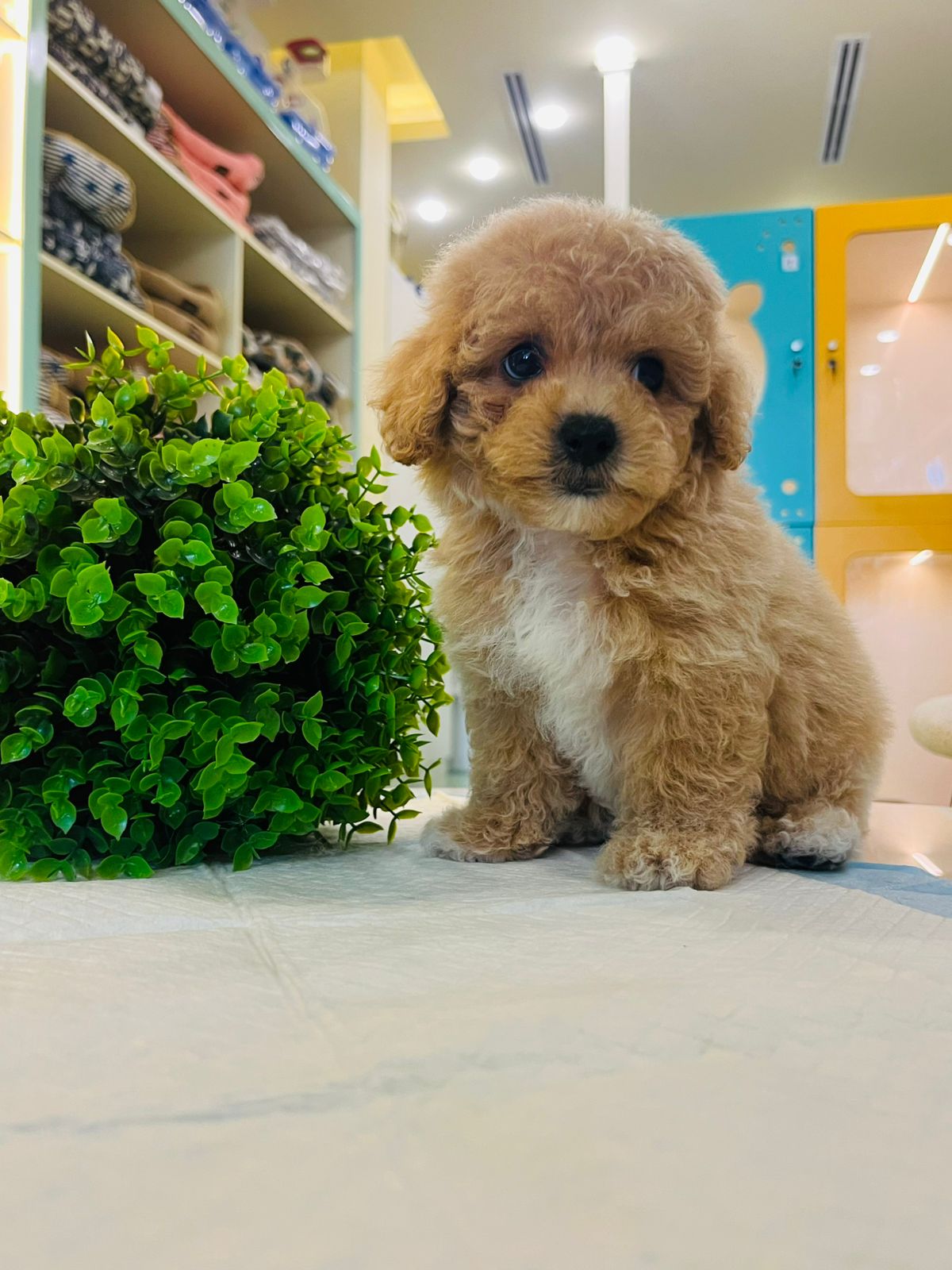 Poodle Puppy