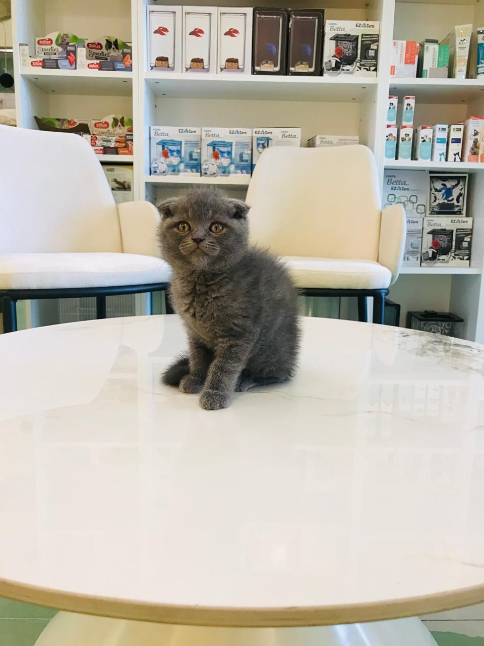 Gray kitten sitting on a white table with shelves in the background