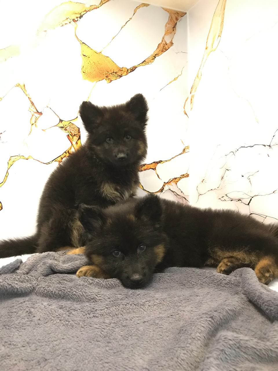 German Shepard Puppies