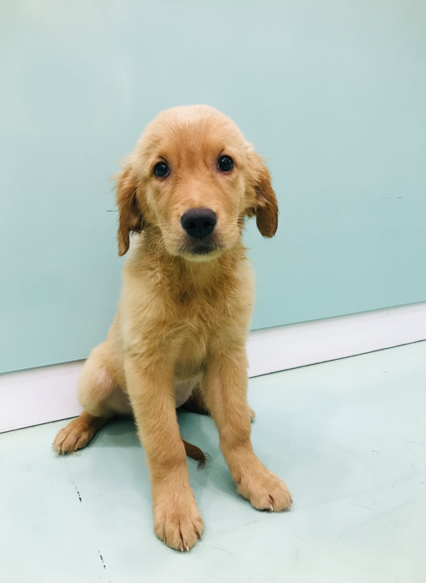 Golden Retriever Female Puppy