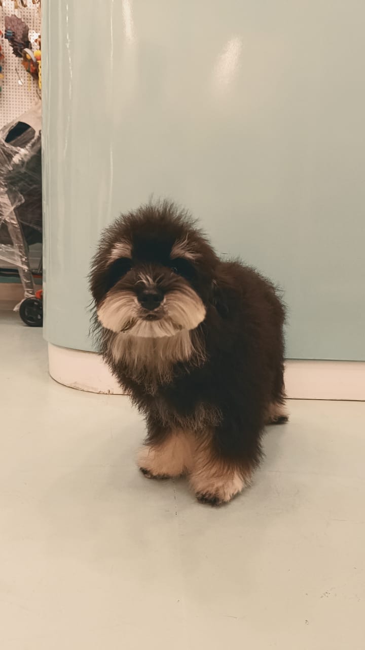 Miniature Schnauzer Male Puppy