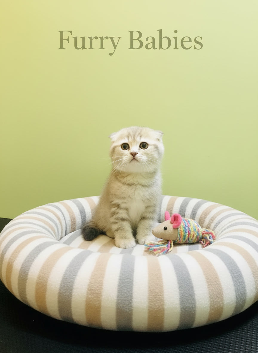Scottish Fold Female Kitten
