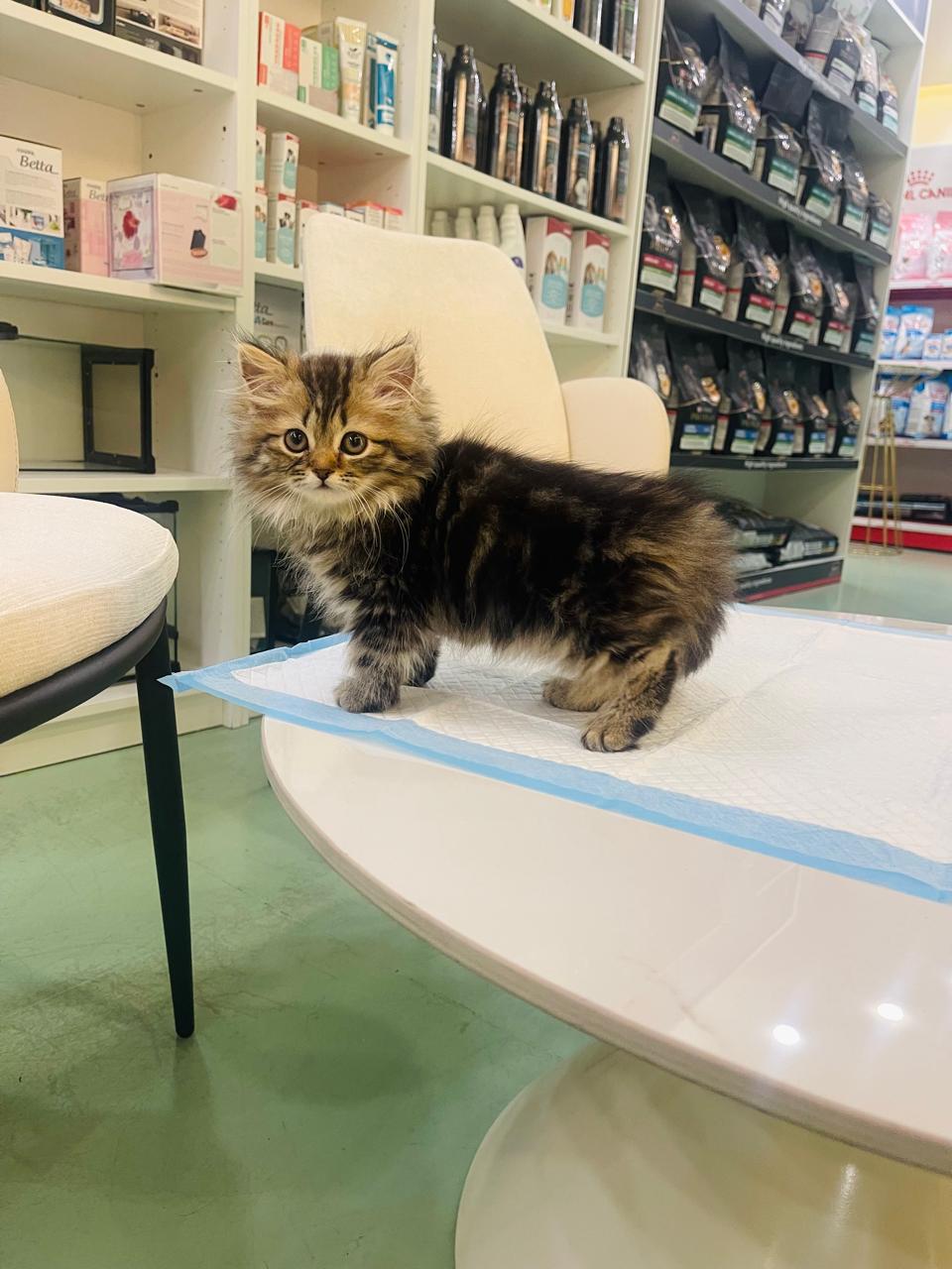 Siberian Female kitten