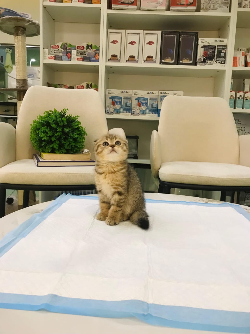 Scottish Fold Male Kitten