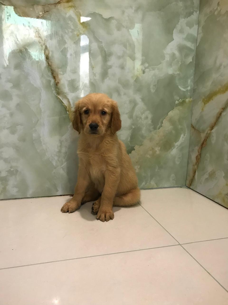 Golden Retrieve Puppies