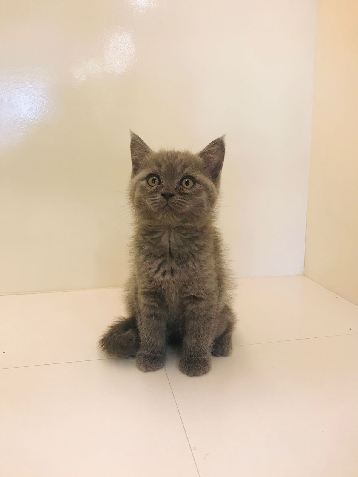 British Short Hair Kittens