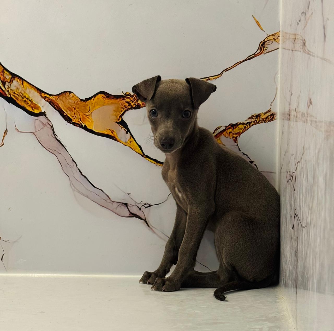 Italian Greyhound Puppies