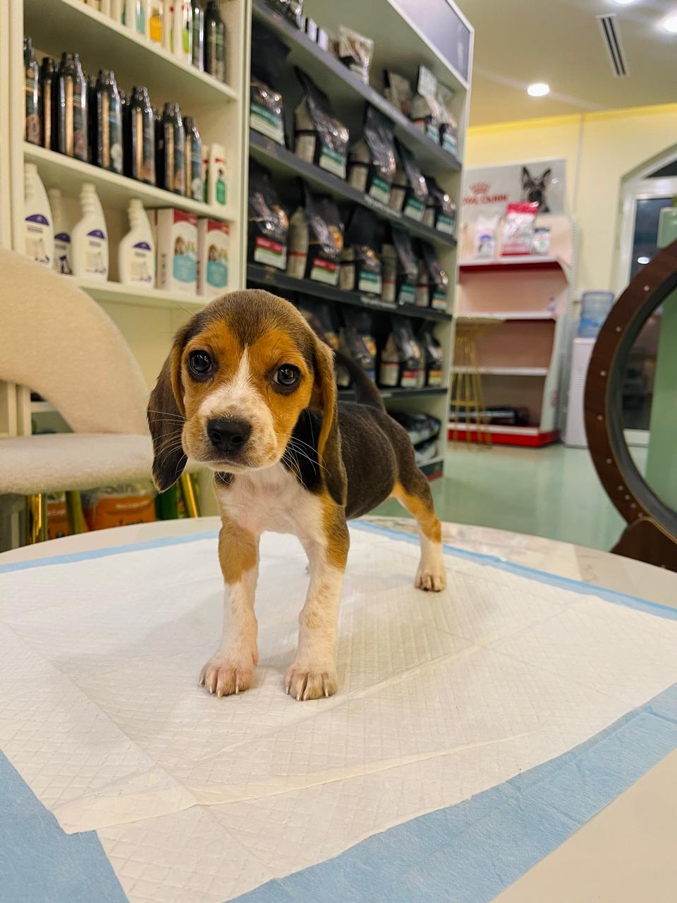 Beagle Puppy
